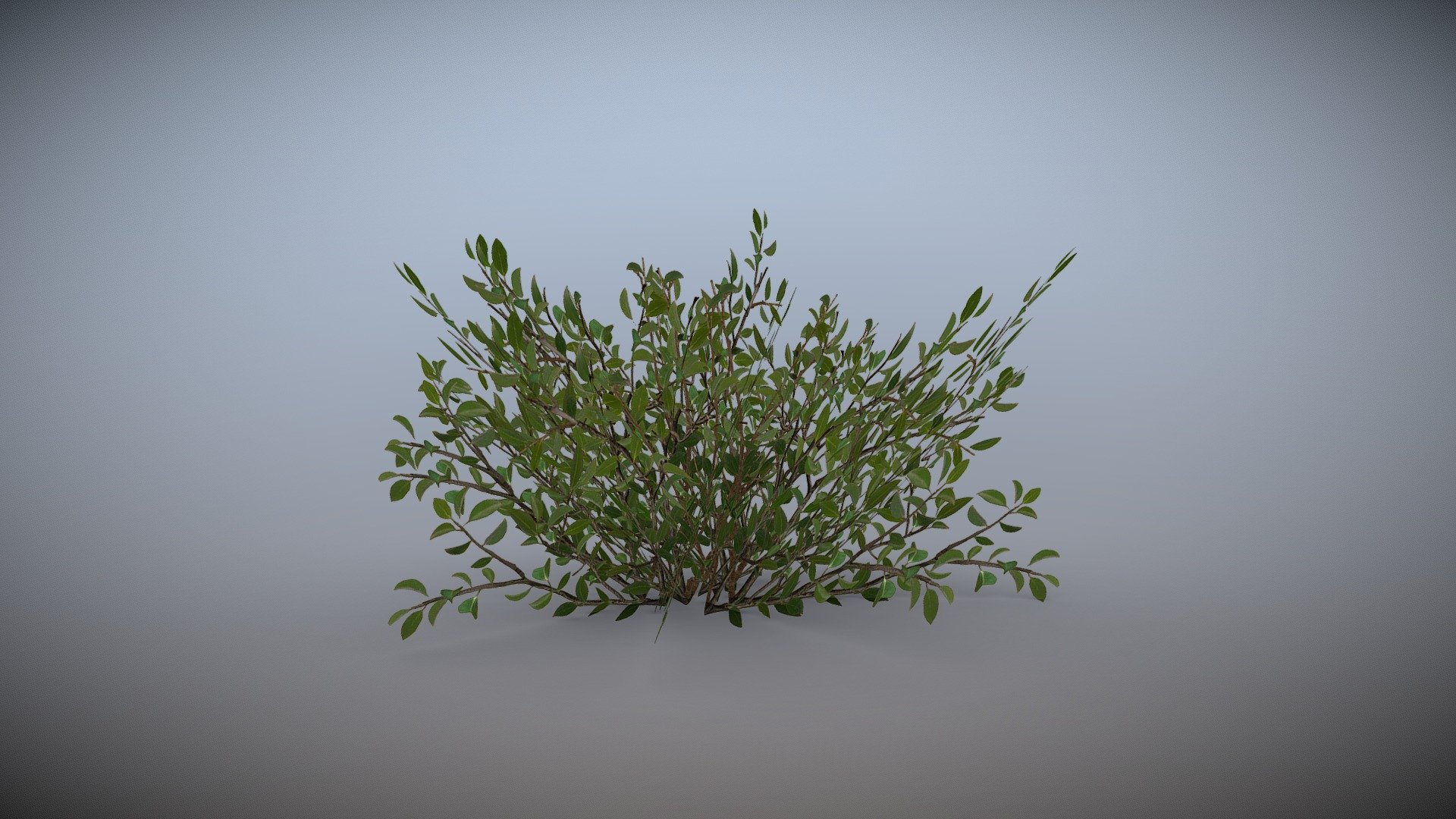 this bush can be used to scatter in game environments. its a low poly busy ready to use for games.

if you find any problem or issues related to this model please contact me 3d model