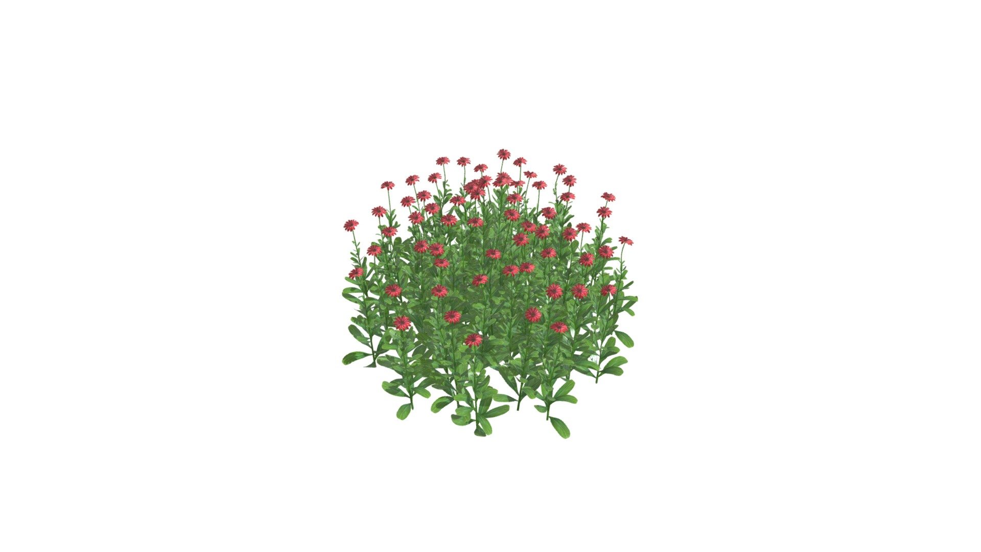 3D Daisy Flower Bush
- A beautiful and realistic 3D model of a daisy flower bush, available in three vibrant colors: red, pink, and white.
- Ideal for creating product visualizations, marketing materials, or even video games.
- Features a detailed and lifelike representation of daisy flowers, with delicate petals and vibrant colors.
- The bush is easy to use and customize, allowing you to adjust the size, color, and placement of the flowers to suit your needs.
- The model is compatible with various software formats, ensuring seamless integration into your existing workflow.

Key Features:
- Highly detailed 3D model of a daisy flower bush
- Low poly model, Optimized for efficient rendering and gaming
- The model is UV-mapped and ready for texture application.
- High-resolution textures

Check out this animation I made using Unreal Engine:
https://youtu.be/bDyiXkySgnM

Dimensions: real world scale can be scaled.
Wide: 180 cm
Height: 90 cm - Daisy Red Flower Bush - Buy Royalty Free 3D model by hkhalif 3d model