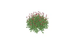 Daisy Red Flower Bush