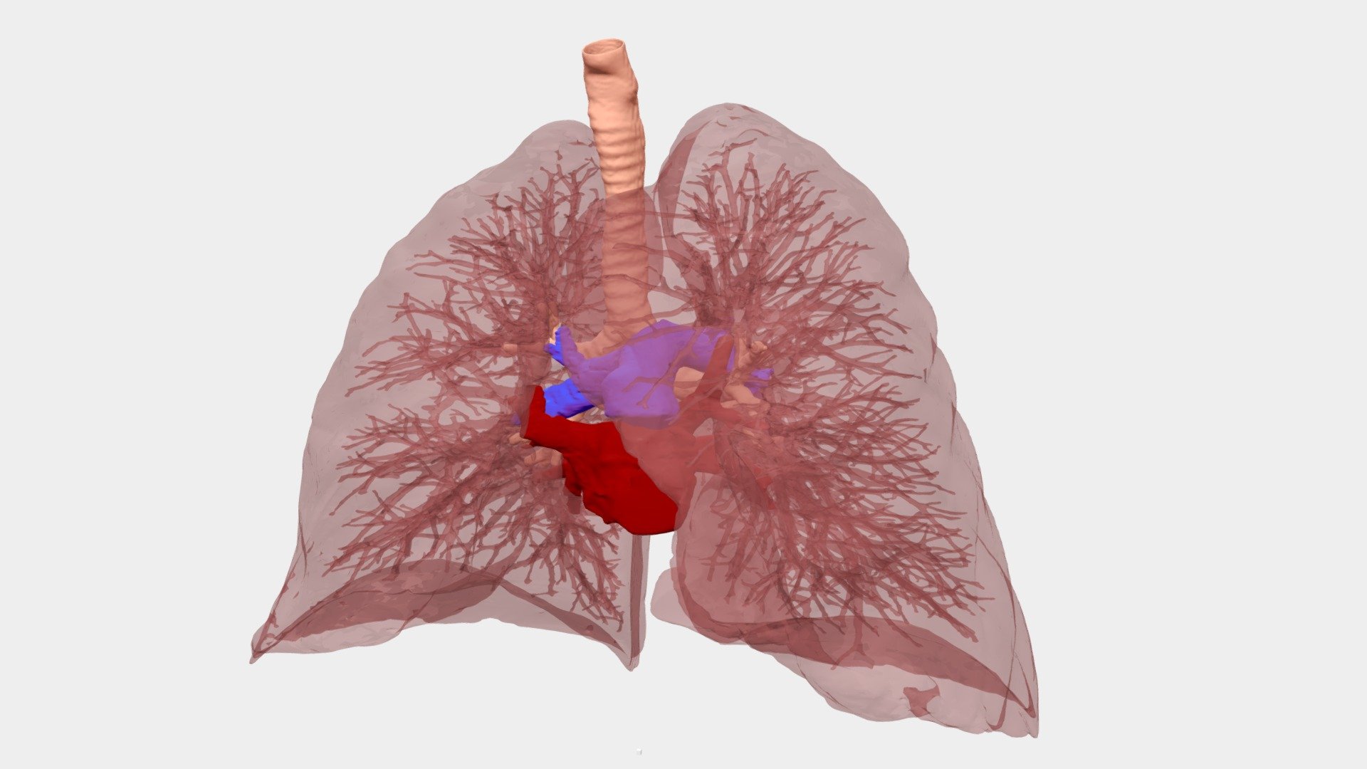 This is a basic model of a healthy lung hilum cluster 3d model