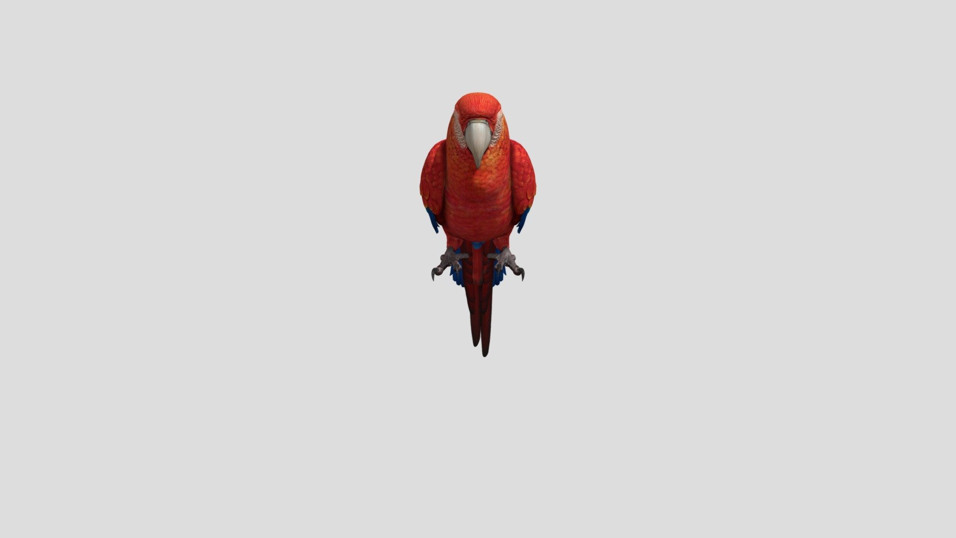 any of numerous hook-billed, often brilliantly colored birds of the order Psittaciformes, as the cockatoo, lory, macaw, or parakeet, having the ability to mimic speech and often kept as pets 3d model