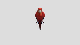 Realistic Parrot cute, birds, realistic
