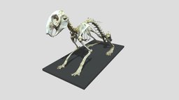 Squelette de lapin (rabbit skeleton) rabbit, skeleton, lapin, squelette