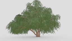 Prosopis Tree- 10