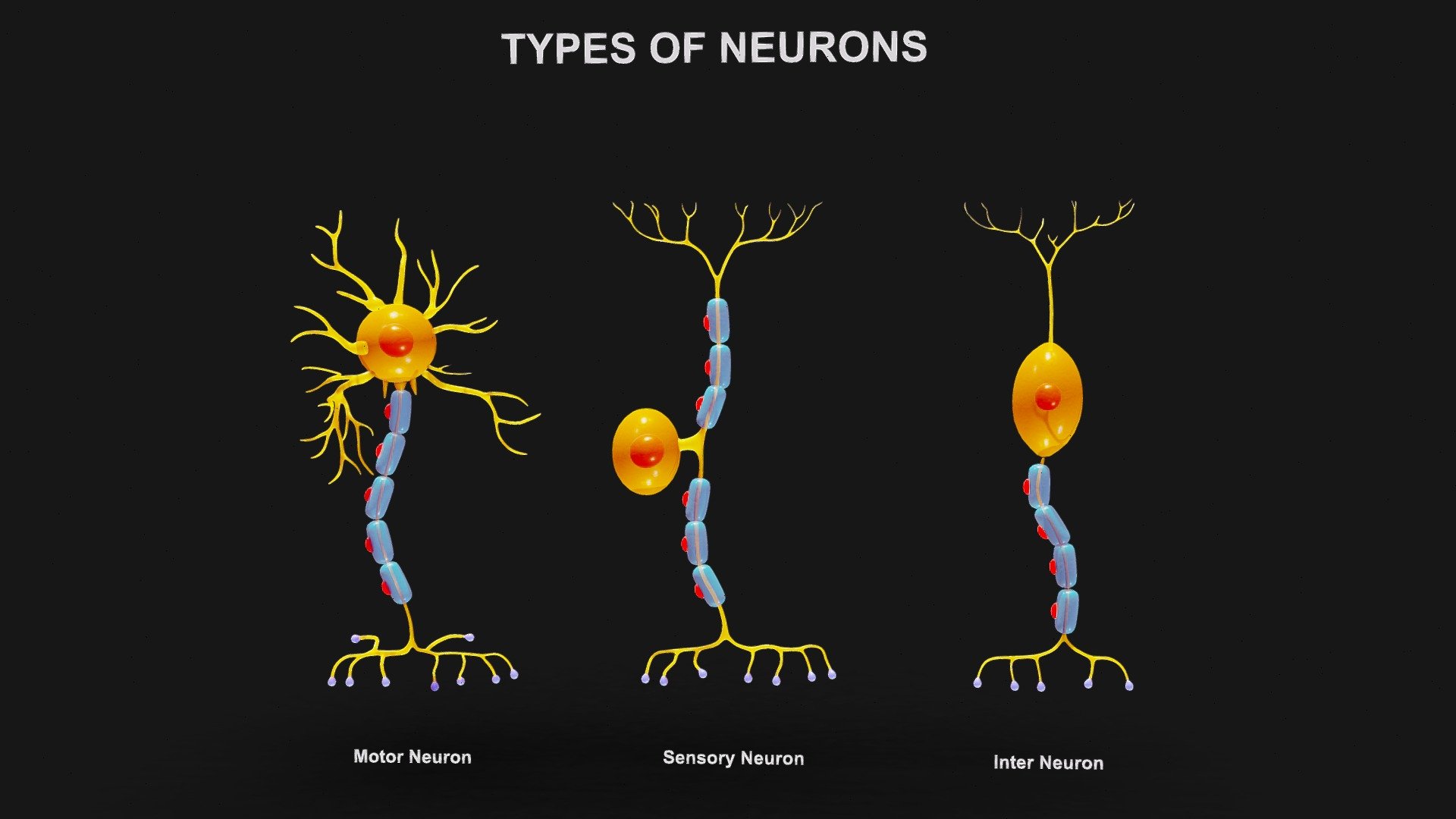 Types of Neurons

Motor neurons transmit signals from the central nervous system to muscles and glands, allowing for movement and control. Sensory neurons, on the other hand, receive information from sensory receptors and convey it to the central nervous system, enabling the perception of the environment. Interneurons act as connectors between motor and sensory neurons, facilitating communication and processing of information within the nervous system.




Format: FBX, OBJ, MTL, STL, glb, glTF, Blender v3.6.2

Optimized UVs (Non-Overlapping UVs)

PBR Textures | 1024x1024 - 2048x2048 - 4096x4096 | (1K, 2K, 4K - Jpeg, Png)

Base Color (Albedo)

Normal Map

AO Map

Metallic Map

Roughness Map

Height Map

Opacity Map
 - Types of Neurons - Buy Royalty Free 3D model by Nima (@h3ydari96) 3d model