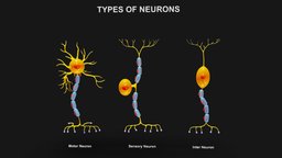 Types of Neurons organ, cross, anatomy, brain, biology, section, cell, motor, sheath, cells, signal, type, neuron, nerve, axon, node, inter, nucleus, soma, dendrite, sensory, neurons, braincells, cross_section, structure, medical, human, myelin, astrocyte, dendrites, noai, ranvier, cellbody, bipolarneuron, neuronstructure, cellanatomy, nerveconnect, synaptics, axonterm, "interneuron", "nervousystem", "axons"