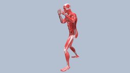Kick Animation Anatomy Male Muscle RIGED anatomy, muscle, muscles, kickstarter, bodyscan, kick, kicks, animation, human