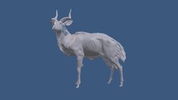Lowland Nyala Anatomy Study anatomy, deer, african, antelope, antlers, ungulate, nyala, lowland, animal