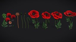 Stylized handpainted Poppy plant, flower, prop, painted, poppy, nature, ukranian, ukraine, bouquet, poppies, handpainted, interior, gameready, environment