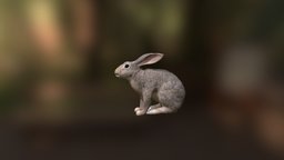 Rabbit rabbit, bunny, rigged-character