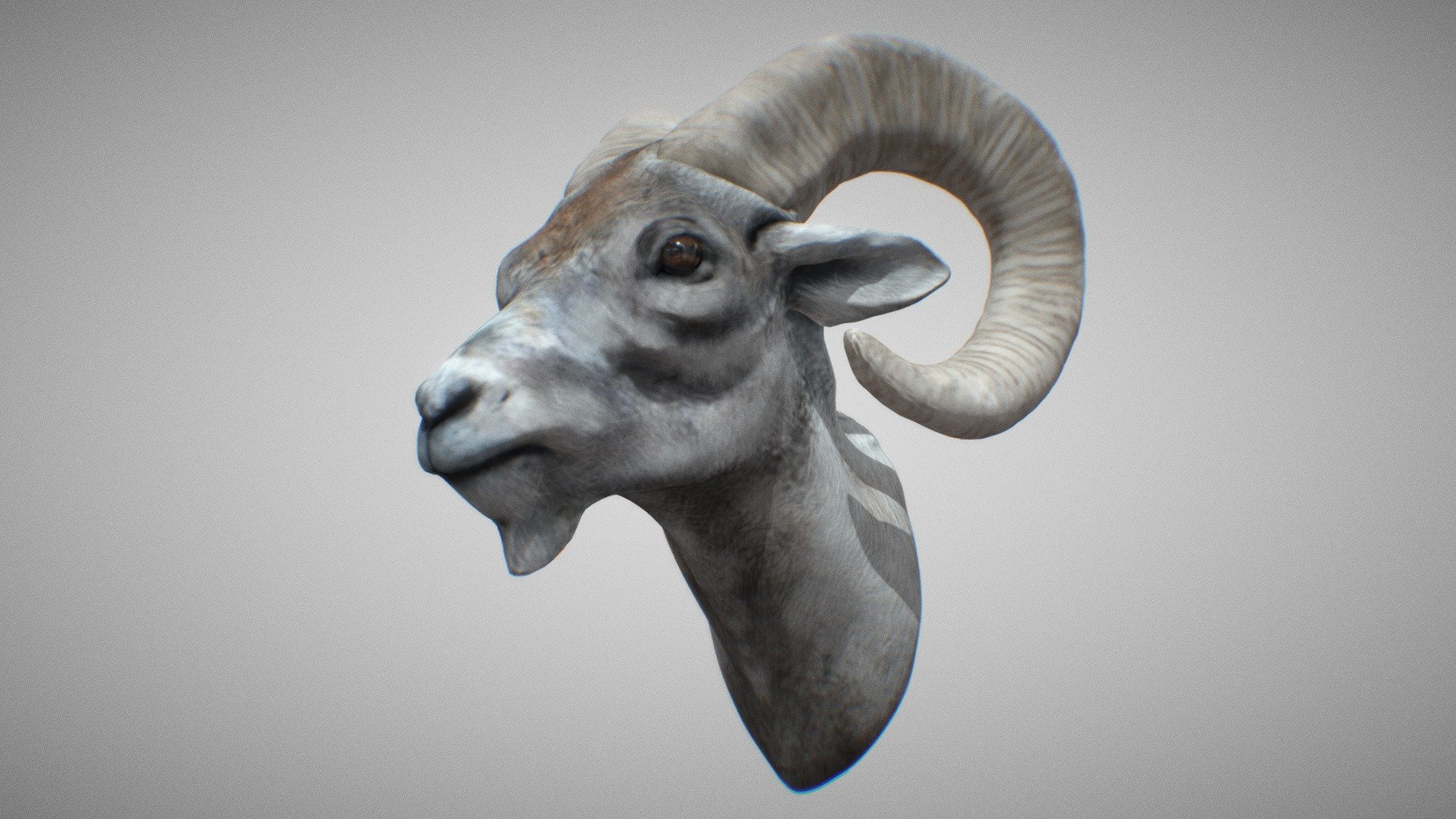 Goats are among the earliest animals domesticated by humans. The most recent genetic analysis confirms the archaeological evidence that the wild bezoar ibex of the Zagros Mountains is the likely original ancestor of probably all domestic goats today.

Neolithic farmers began to herd wild goats primarily for easy access to milk and meat, as well as to their dung, which was used as fuel; and their bones, hair, and sinew were used for clothing, building, and tools. The earliest remnants of domesticated goats dating 10,000 years before present are found in Ganj Dareh in Iran.

https://en.wikipedia.org/wiki/Goat

A bust sculpted and polypaint textured in zbrush. A full body sculpt and manual retopo/UV coming soon.

see more of my work on my website and instagram:

https://www.tomjohnsonart.co.uk/

https://www.instagram.com/tomjohnsonart/ - Horned Goat - Buy Royalty Free 3D model by Tom Johnson (@Brigyon) 3d model