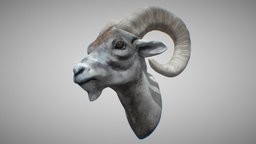 Horned Goat goat, zoo, farm, ibex, capricorn, capra, wildanimals, domesticgoat