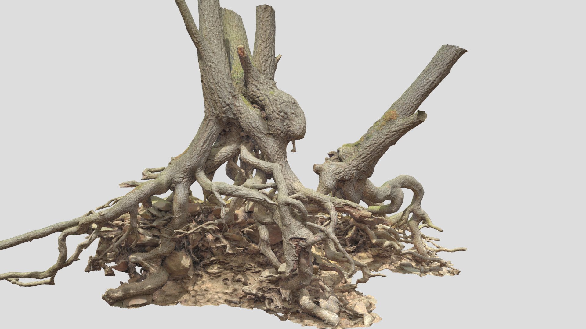 Fully processed 3D scans: no light information, color-matched, etc.

Ready to use for all kind of CGI

Source Contains:
- .obj
- .fbx
- .blend

8K Textures:
- normal map
- albedo
- roughness

Please let me know if something isn't working as it should.

Realistic Oak Roots Big Scan Overhang - Oak Roots Big Scan - Buy Royalty Free 3D model by Per's Scan Collection (@perz_scans) 3d model