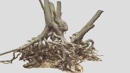 Oak Roots Big Scan tree, forest, small, oak, ground, big, huge, branch, trunk, realistic, water, nature, stump, lot, rocky, roots, overhang, rooty, photoscan, 3d, blender, pbr, model, scan, landescape