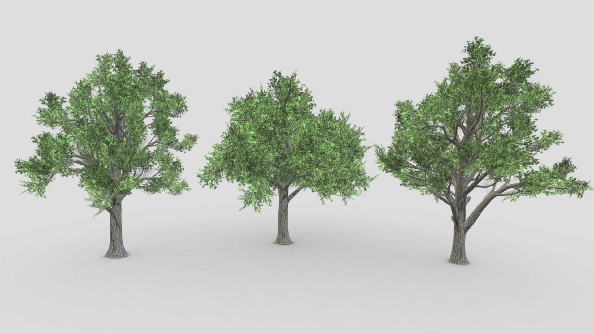 This pack contains three 3D low poly models of the Sugar Maple Tree 3d model