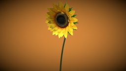 Sunflower flower, sunflower, morning, sun, rise, nature, rigged-and-animation