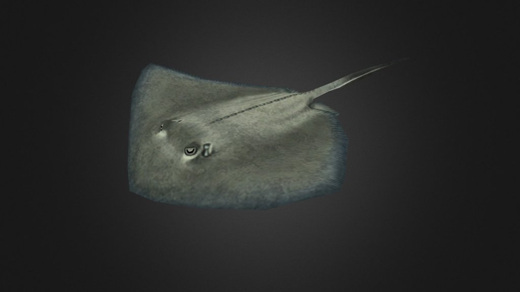 Southern Stingray, Dasyatis americana, the barb on its tail is serrated and covered in a venomous mucous, used for self-defense. While not deadly to humans, the spines are incredibly painful if stepped on 3d model