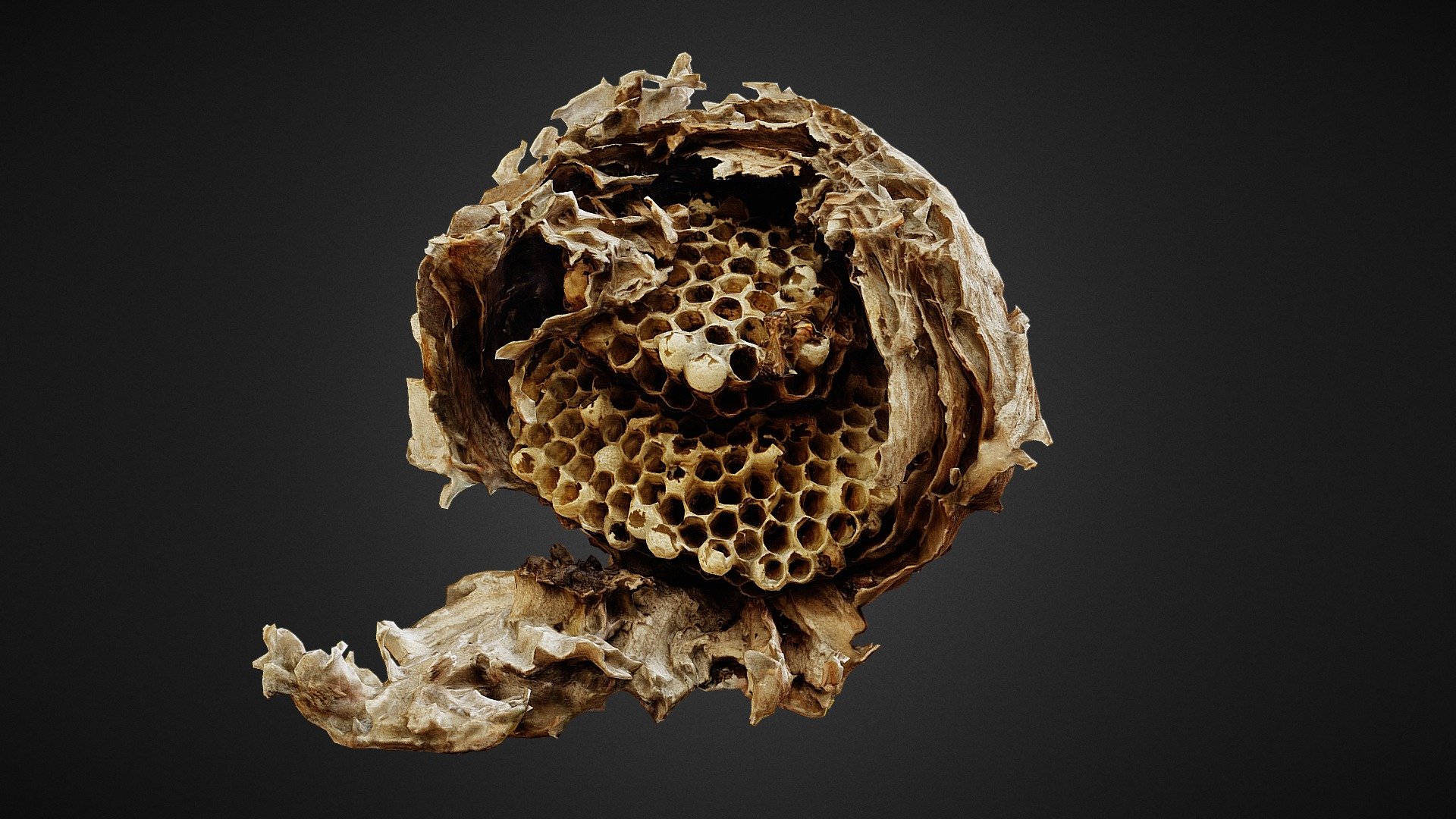 Photogrammetry of a wasps' nest. Ready to use 3d model