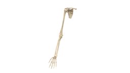 Bones of The Upper Limb with Landmarks anatomy, upper, humerus, radius, limb, ulna, carpals, metacarpals