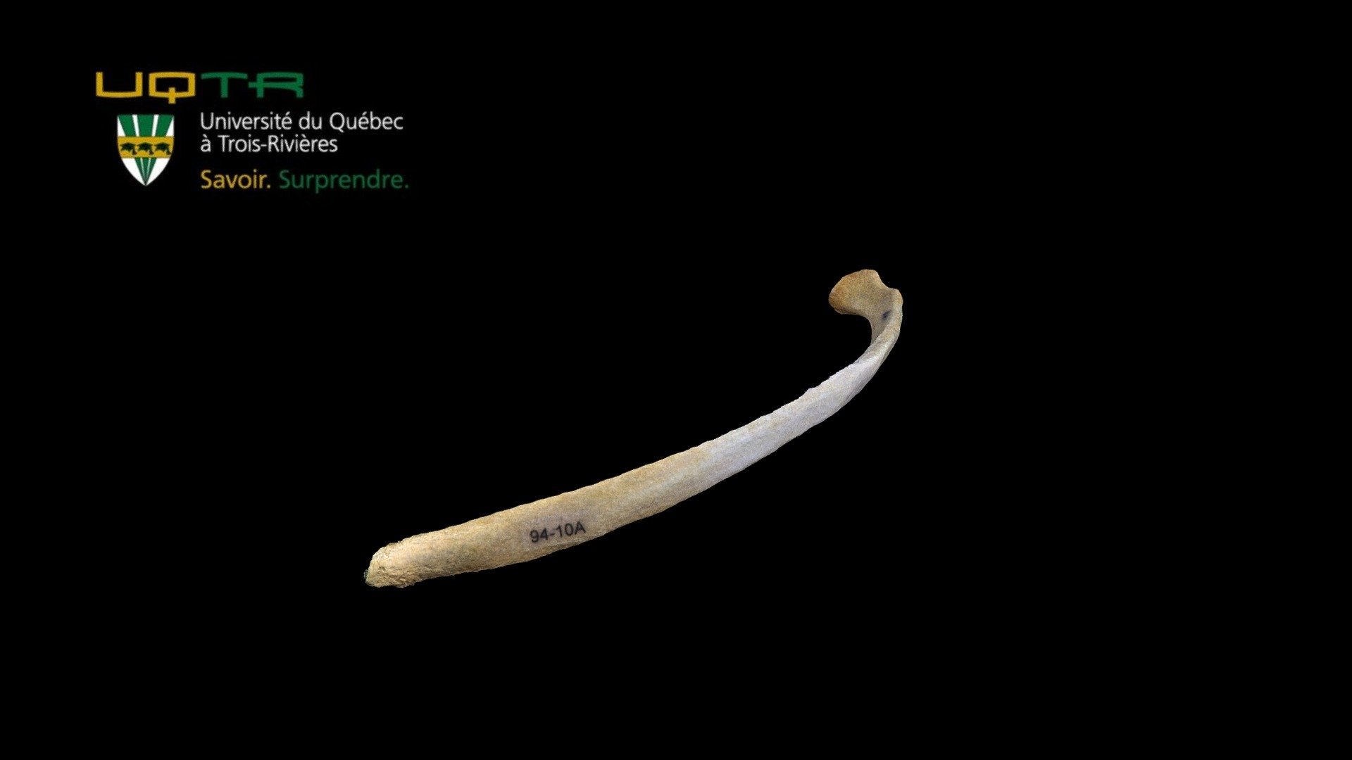 Côte 11 / Rib 11 - 3D model by Anatomie UQTR - Anatomy UQTR (@AnatomieUQTR) 3d model