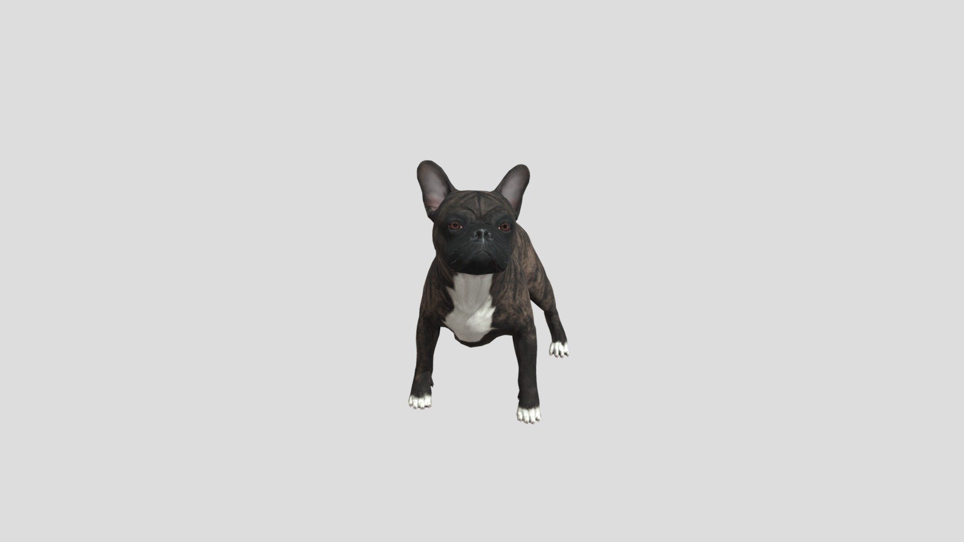 Dog French bulldog realistic animal animated pets - Dog French bulldog - Buy Royalty Free 3D model by Phil3D (@philosophie) 3d model