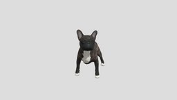 Dog French bulldog french, dog, bulldog, realistic, pets, animal, animated, rigged