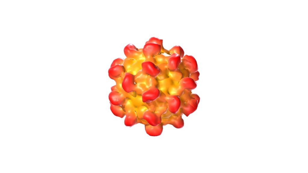 Hepatitis E is a viral hepatitis (liver inflammation) caused by infection with a virus called hepatitis E virus. HEV is a positive-sense single-stranded non-enveloped RNA icosahedral virus, HEV has a fecal-oral transmission route. Infection with this virus was first documented in 1955 during an outbreak in New Delhi, India. A preventative vaccine (HEV 239) is approved for use in China.

Available for purchase: http://bit.ly/2phRBsB - Hepatitis E - 3D model by 3DBiology 3d model