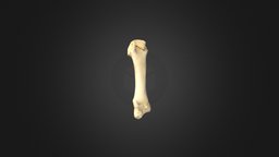 Tercer Metacarpiano / Third Metacarpal anatomy, huesos, anatomia, metacarpal, metacarpiano, bones