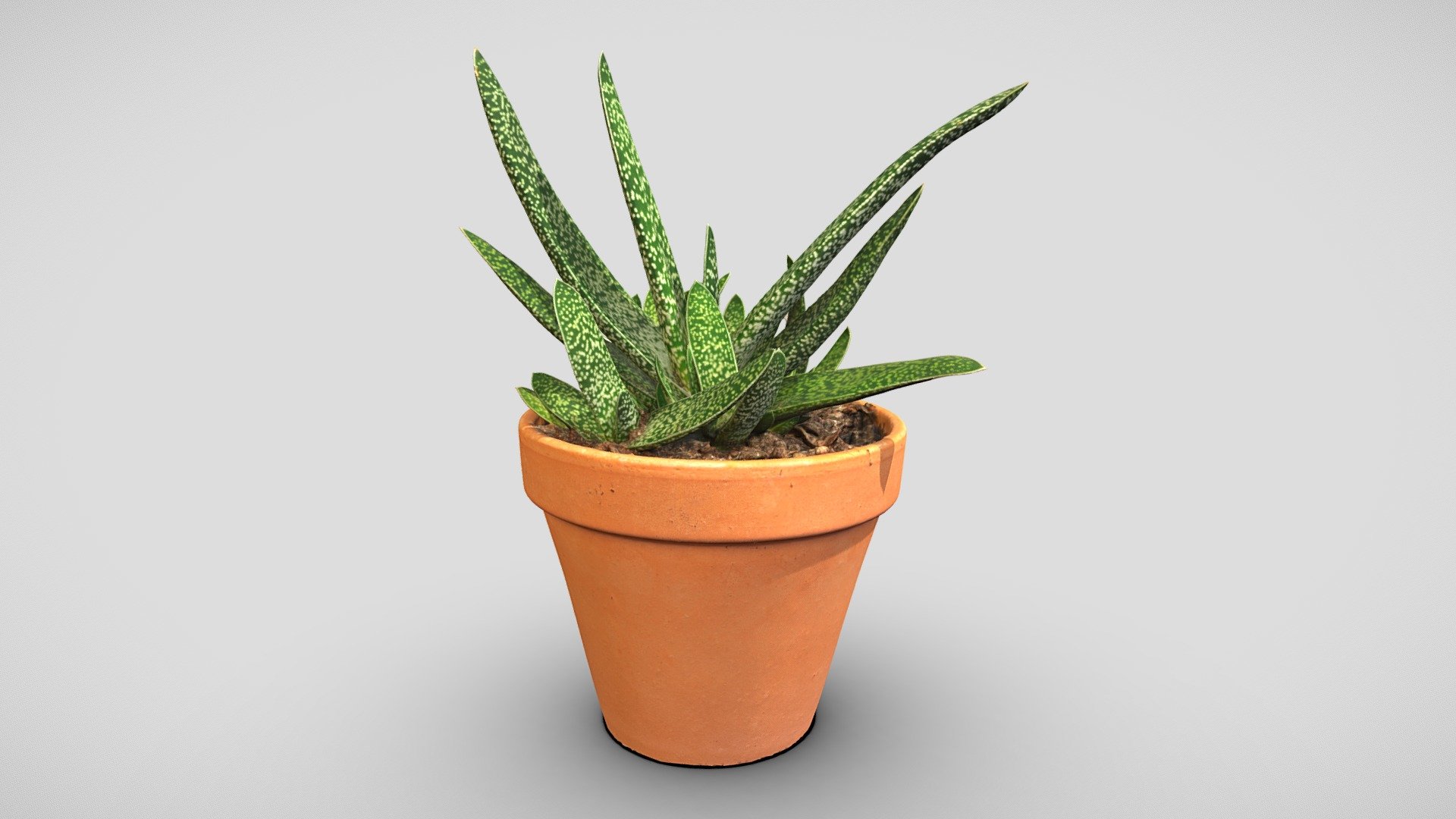 Also known as Gastrolea

Model includes additional lowpoly model (about 60k) with 8k diffuse map, 4k normal map and 4k ambient occlusion map.

Photos taken with A7Riv + 3xD5300 and various lenses

Processed with Metashape + Blender - Gasteraloe plant - Buy Royalty Free 3D model by Lassi Kaukonen (@thesidekick) 3d model