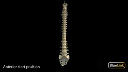 Spinal Column anatomy, bone, spine