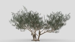 Ficus Benjamina Tree-S09 benjamin, ficus, 3d-lowpoly-ficus-benjamina, 3d-benjamina, 3d-ficus-benjamina, ben-jie-ming-shu, lowpoly-benjamina-3d, benjamina-baum
