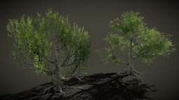 Realistic Trees Pack of 2 Free trees, tree, high-poly, highresolution, nature-wood, treepack, natureassets, natureassetpack
