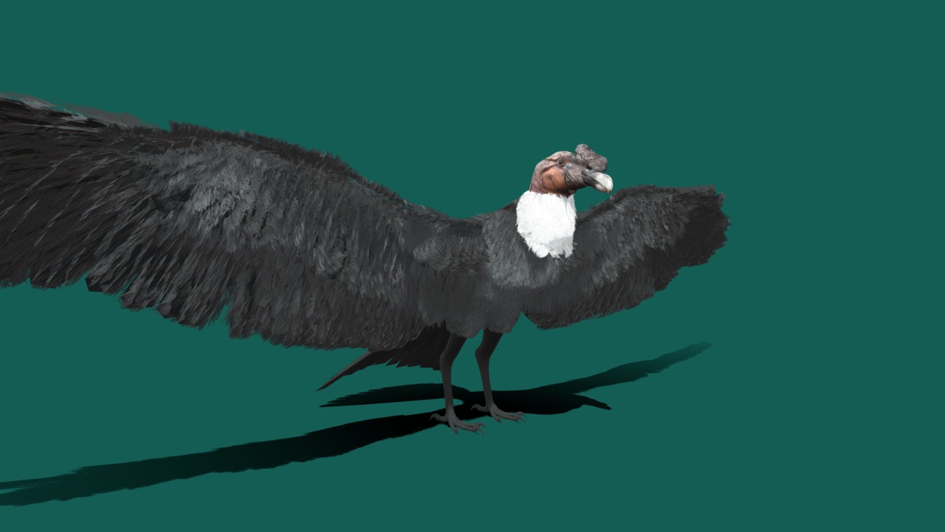 The Andean condor 

is a giant South American Cathartid vulture and is the only member of the genus Vultur. Found in the Andes mountains and adjacent Pacific coasts of western South America, the Andean condor is the largest flying bird in the world by combined measurement of weight and wingspan 3d model