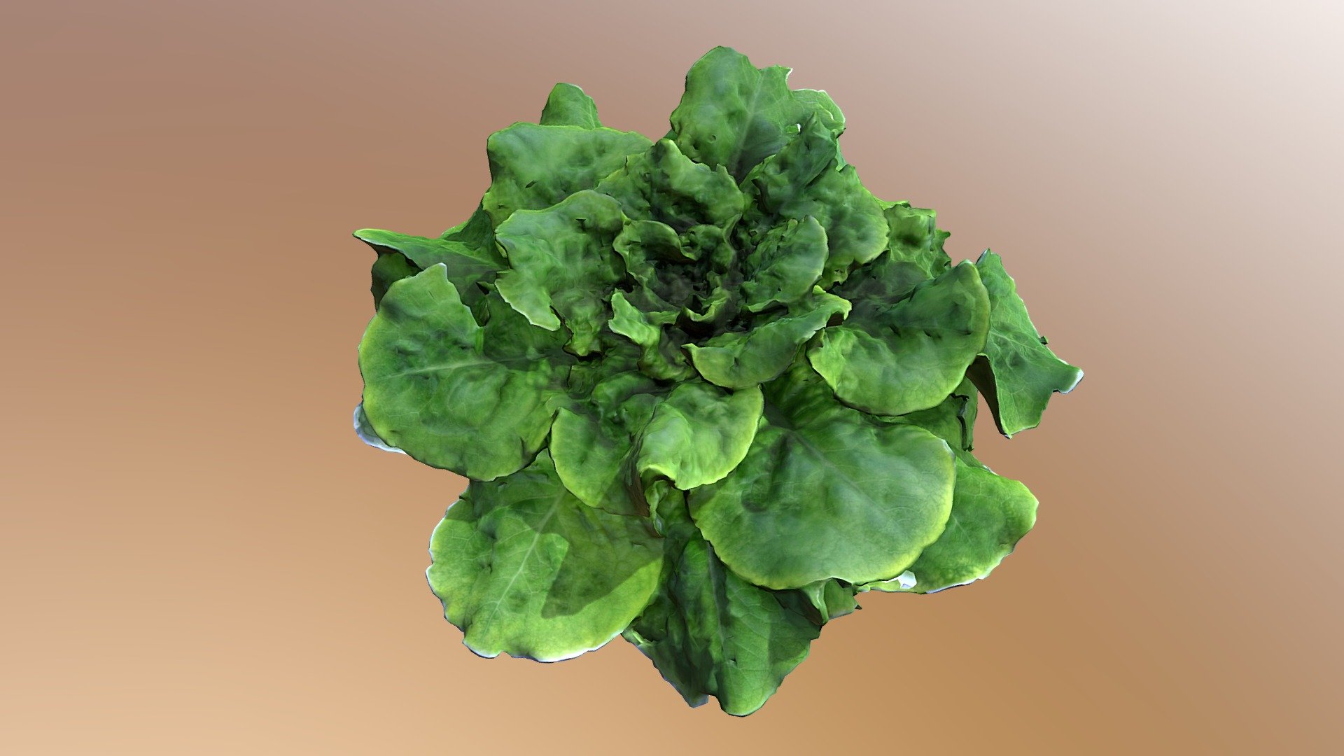 lettuceRoots - 3D model by ecpaerialsolutions 3d model