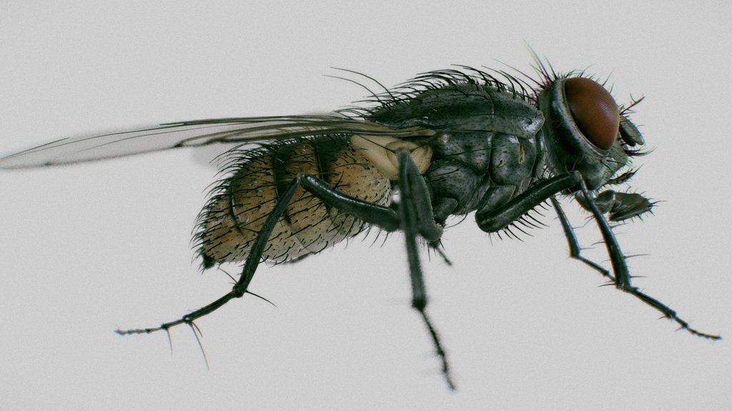 This is a preview of Musca Domestica or housefly model for Cinema 4d.  Take a look at this video to see the rig and animation preview: https://vimeo.com/160290899  Model is avalaible here: -link removed-  Feel free to contact me if you have any questions.  I do not know how to import hair animations to sketchfab, so if you know please tell me.  Thanks for watching 3d model