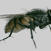 housefly ( Musca Domestica )