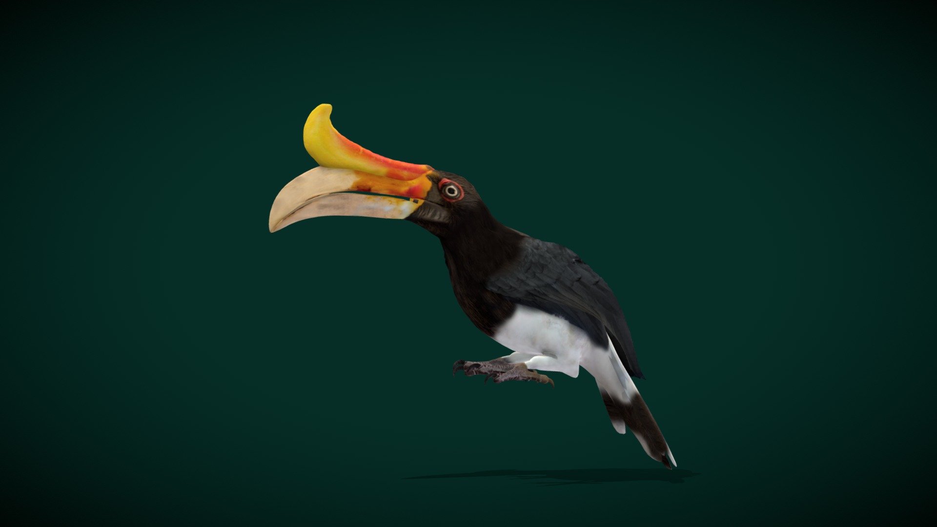 Rhinoceros Hornbill (forest hornbill ) Large Hornbill

Buceros-rhinoceros Animal Bird Bucerotidae

1 Draw Calls

Game Ready Asset

Single Animations

4K PBR Textures  Materials 

Unreal FBX (Unreal 4,5 Plus)

Unity FBX  

Blend File 3.6.5 LTS

USDZ File (AR Ready). Real Scale Dimension (Xcode ,Reality Composer Ready)

Textures Files

GLB File (Unreal 5.1  Plus Native Support)

Gltf File ( Spark AR, Lens Studio(SnapChat) , Effector(Tiktok) , Spline, Play Canvas,Omiverse ) Compatible

Triangles : 25862

Vertices  : 13475

Faces     : 14327

Edges     : 27799
 Diffuse, Metallic, Roughness , Normal Map ,Specular Map,AO

The rhinoceros hornbill is a large species of forest hornbill. In captivity it can live for up to 35 years. It is found in lowland and montane, tropical and subtropical climates and in mountain rain forests up to 1,400 metres in Borneo, Sumatra, Java, the Malay Peninsula, Singapore, and southern Thailand.
 - Rhinoceros Hornbill Bird (Endangered) - Buy Royalty Free 3D model by Nyilonelycompany 3d model