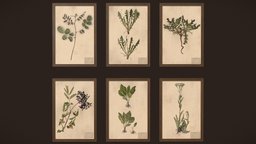 Herbarium pictures plant, victorian, frame, lab, laboratory, painting, vr, aaa, decor, picture, science, ue4, unrealengine4, canvas, botanical, walldecor, herbarium, aaa-game-model, wallpicture, unity, decoration, gameready