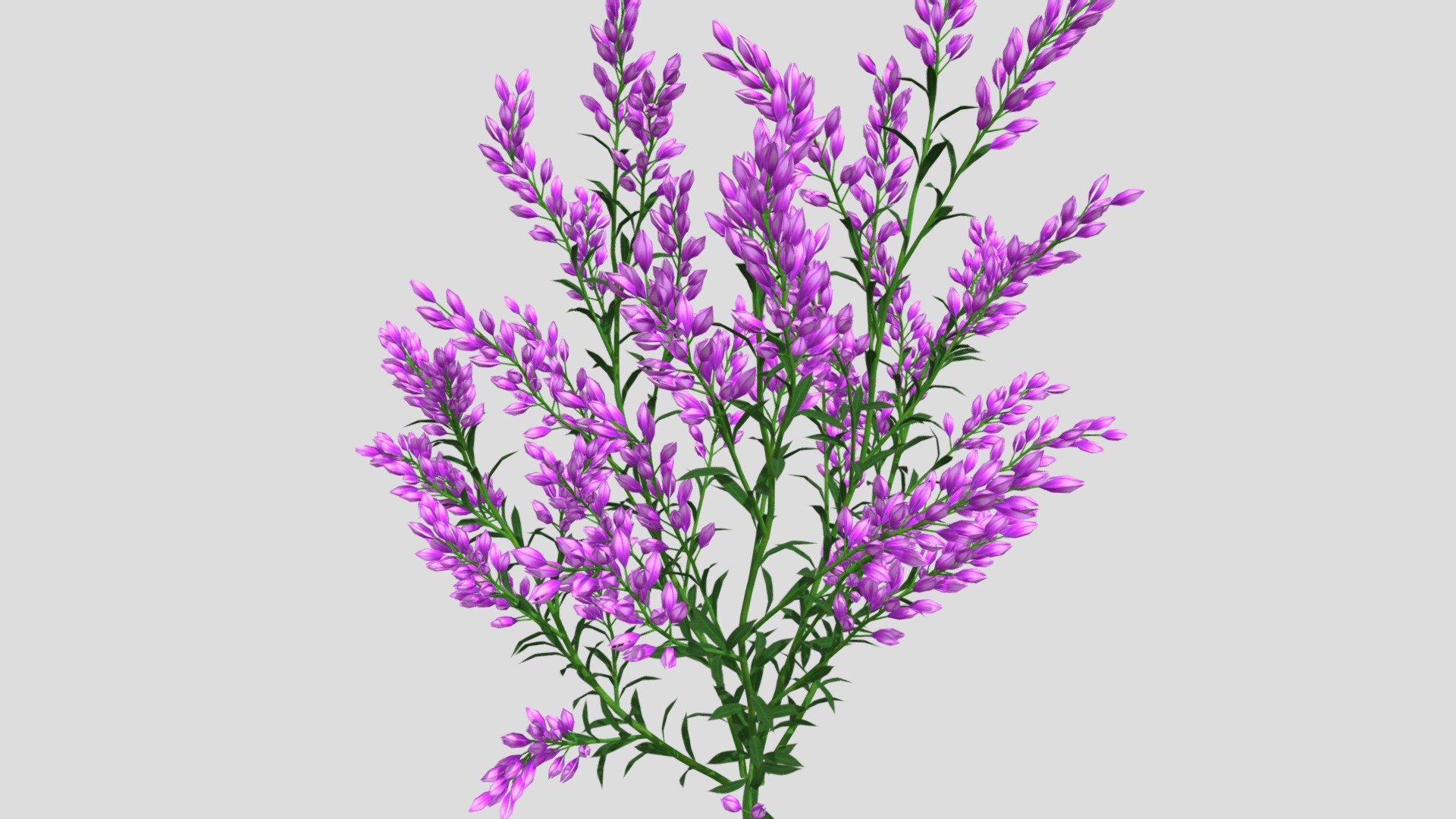 Lavender Flower 3d model, File formats in the attached folder: 3ds, c4d, obj, stl 3d model
