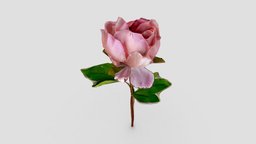 235: Flower flower, rose, kansascity, kc, photogrammetry, polycam, 1scanaday