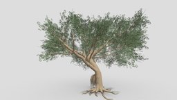 Ficus Benjamina Tree-S15 benjamin, nature, 3d-bracelet, ficus, 3d-plants, unity, 3d-lowpoly-ficus-benjamina, 3d-lowpoly-benjamina