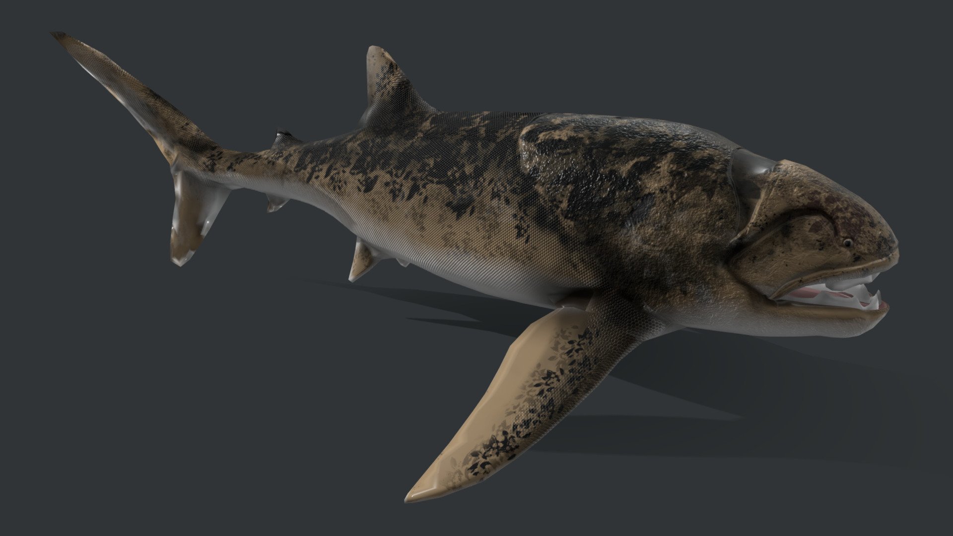 I'm remaking the whole model to give it a more shark like body, the proportions are based on the whale shark.

Dunkleosteus is an extinct genus of large armored, jawed fishes that existed during the Late Devonian period, about 358–382 million years ago 3d model