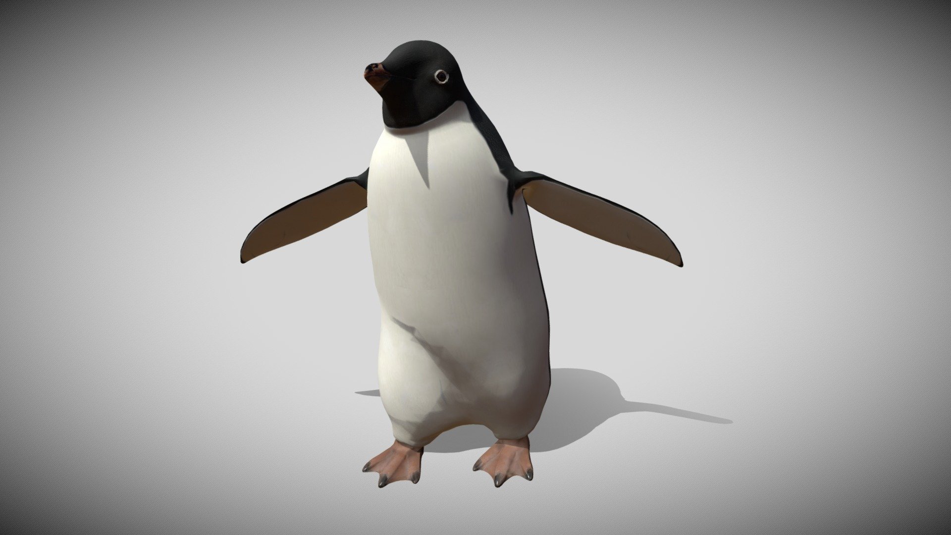 An Adelie Penguin




Walking Animation included

2 material

Texture Resolution: 2K

Blender, GIMP
 - Walking Adelie Penguin - Buy Royalty Free 3D model by heydotory 3d model