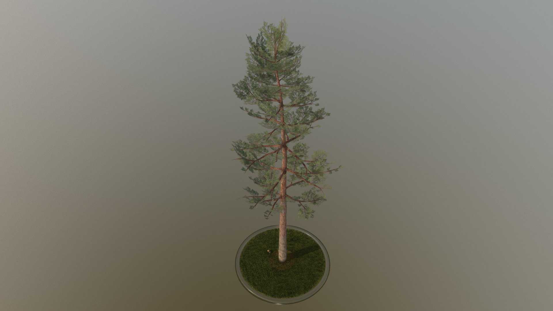 Here is a 21 meter high pine





Textures(4k):

-Color map

-Normal map



Here on Sketchfab you can see and purchase some of our 3d-models which we are using in our projects for VIS-All.

This model was created by 3DHaupt for the Software-Service John GmbH

The model was created in Blender-3d - Pine Tree - 21 Meter - Buy Royalty Free 3D model by VIS-All-3D (@VIS-All) 3d model