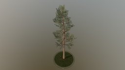 Pine Tree tree, plant, terrain, pine, evergreen, vegetation, nature, needle, game-ready, spruce, fir, conifer, vis-all-3d, 3dhaupt, software-service-john-gmbh, low-poly