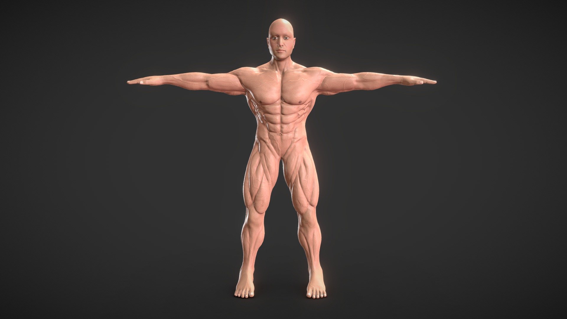 Muscular Male body 3d model creared for study human anatomy. Model ready for bodybuilding poses and rig and animations. you can  easily modify further. Model can be used for AR/VR apps, games and movies. you can use model without textures as a Base mesh. You can create hairs based on your requirements. Hope you like it.
Press like for more free models 3d model