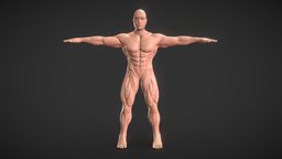 Male base muscular anatomy body, muscles, vr, ar, anatomystudy, malecharacter, game-model, body-builder, male-human, malebody, male-model, anatomy-human, anatomical_model, game-ready-asset, man, male, beast-man, game-ready-character, muscularanatomy, anatomy-body-parts, muscular-system, man-and-a-monster, muscular-body, man-of-war, male-body-base-mesh, muscular-male-body-base-mesh, muscular-character, muscular-man, muscular-male, male-body-builder