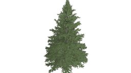 Norway Spruce Tree #08 tree, norway, realistic, photoreal, spruce, conifer