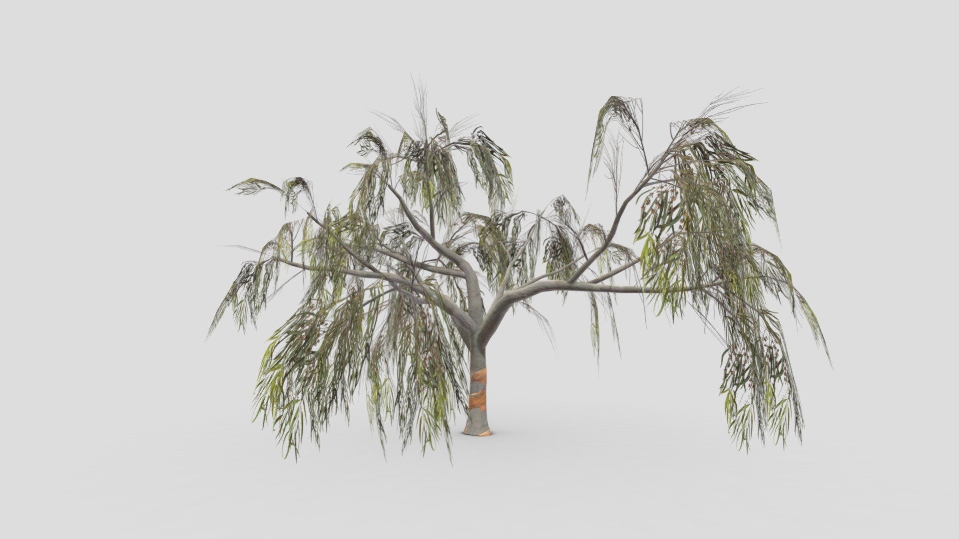 This is a lowpoly model of Eucalyptus Aus Tree. I made this file for game developers and I try to provide lowpoly model 3d model