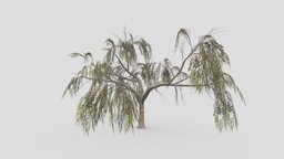 Eucalyptus Tree- 03 tree, plant, unreal, nature, eucalyptus, unity, lowpoly-eucalyptus, 3d-eucalyptus